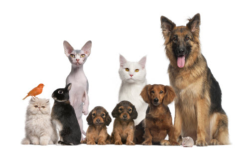 What Pet is Right For You | Sydney Vet Specialists